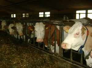 Simmental Cows